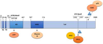 Unraveling the Function of Lemur Tyrosine Kinase 2 Network